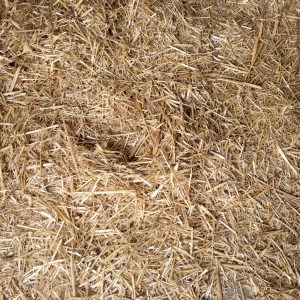 Barley Straw